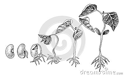 Stages of bean seed germination Vector Illustration