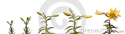 Stages Blooming Flower Of Lilies Lilium OT-Hybrids Stock Photo - Image ...