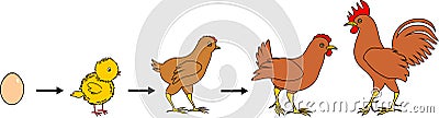 Stages of chicken growth from egg to adult bird Stock Photo