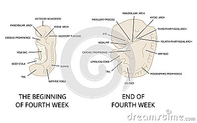 Stages in development of human embryo during the period of early organogenesis. The fourth week og pregnancy Cartoon Illustration