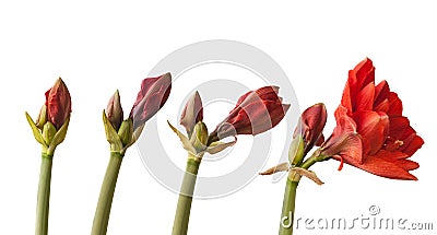 Stages of flower bloom Hippeastrum amaryllis `Cherry Nymph` Stock Photo