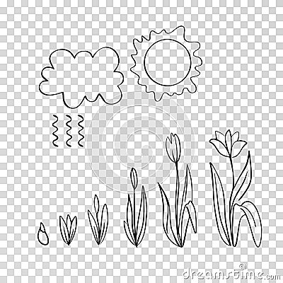 Stages of flower growth. Cloud, rain, sun, bud, tulips Stock Photo