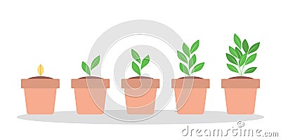 Stages of green plant growth in the pot Vector Illustration