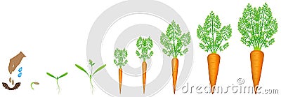 Stages of growth of carrot on a white background. Vector Illustration