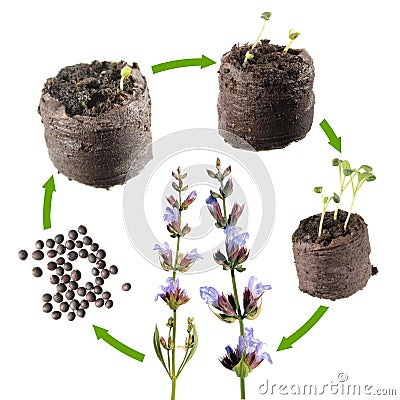 Stages of growth of Common sage or Salvia officinalis from seed to a flowering plant. Life cycle plant Stock Photo