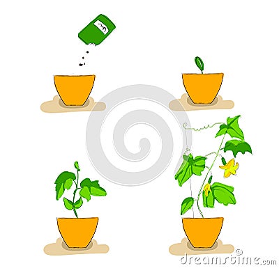 Stages of growth of cucumber seedlings Stock Photo