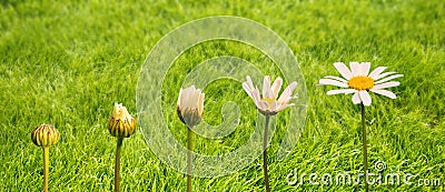 Stages of growth and flowering of a daisy, green grass background, life transformation concept Stock Photo