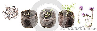 Stages of growth of plant from seed to flowering plant. Life cycle of thyme Stock Photo