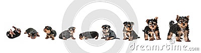 Stages of growth puppy yorkshire terrier Stock Photo