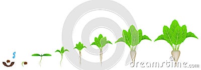 Stages of growth of sugar beet on a white background. Vector Illustration