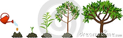 Stages of growth of tree. Life cycle of tree: from seed to large tree with green leaves. Watering the Vector Illustration