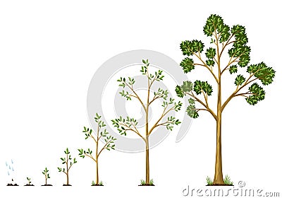 Stages growth of tree from seed. Watering the seeds from cloud rain. Collection of trees from small to large. Green tree Vector Illustration