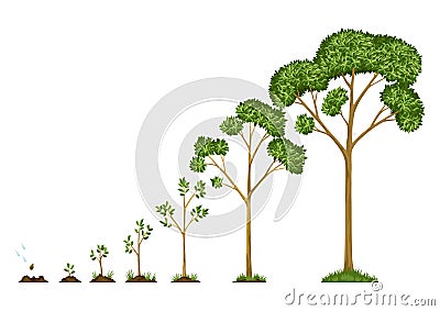 Stages growth of tree from seed. Watering the seeds from cloud rain. Collection of trees from small to large. Green tree Vector Illustration