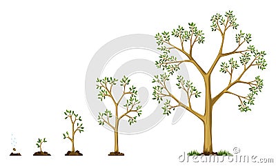 Stages growth of tree from seed. Watering the seeds. Collection of trees from small to large. Green tree with leaf Vector Illustration