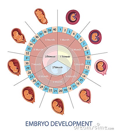 Stages of human embryo development vector infographic. Pregnancy weeks, months and trimesters chart. Vector Illustration