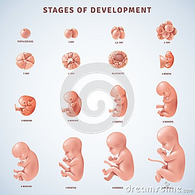 Stages Human Embryonic Development Vector Illustration