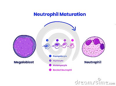 Stages of neutrophil maturity from megaloblast to the neutrophil Vector Illustration