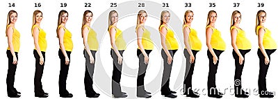 Stages Of Pregnancy Stock Image - Image: 20889901