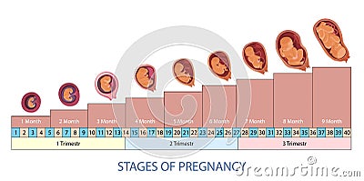 Stages of pregnancy and baby fetus development vector infographic. Vector Illustration