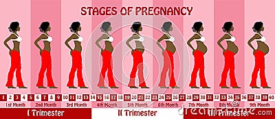 Stages of pregnancy with a pregnant dreadlocks hair black woman Vector Illustration