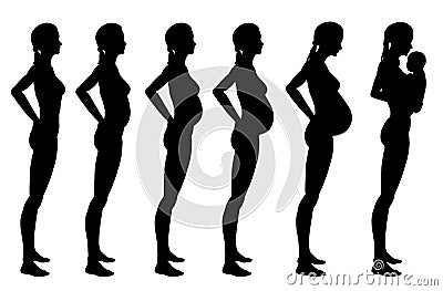 Stages of pregnancy of the woman Stock Photo