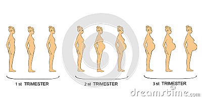 Stages of pregnancy women trimester. vector illustration Vector Illustration