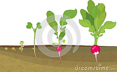 Stages of radish growth from seed and sprout to harvest. Plants showing root structure below ground level Stock Photo