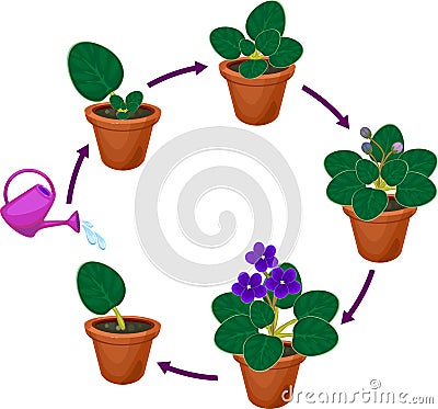 Stages of vegetative reproduction of African violets Saintpaulia. Sequence of stages of plant growth from leaf section to plant Stock Photo