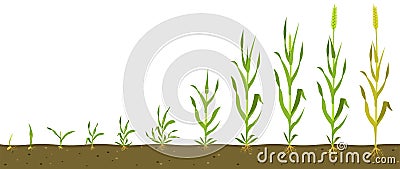 Stages of wheat growth in soil. Grain germination infographic. Vector Illustration