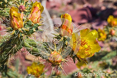 Staghorn Cactus Flower Stock Photo