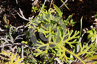 Staghorn clubmoss Palhinhaea cernua Stock Photo