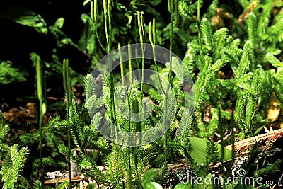 Staghorn Clubmoss 50687 Stock Photo