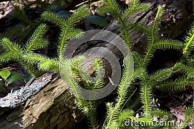 Staghorn Clubmoss 803827 Stock Photo