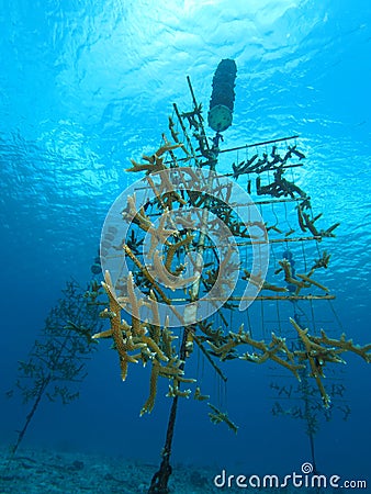 Staghorn Coral nursery Stock Photo