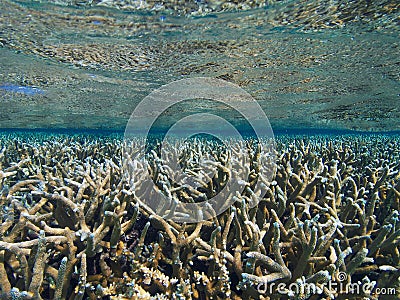 Staghorn coral thicket Stock Photo