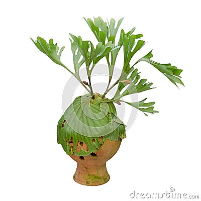 Staghorn fern on clay pot Stock Photo