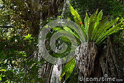 Staghorn fern on the Curtain Fig Tree, Yungaburra, Queensland, Australia Stock Photo