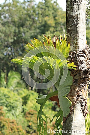 Staghorn Stock Photo