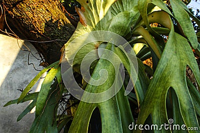 Staghorn ferns or deer antler leaves or Platycerium coronarium Stock Photo