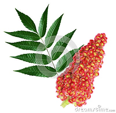 Staghorn Sumac Stock Photo