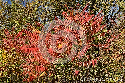 Staghorn Sumac in the Fall Stock Photo