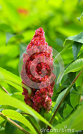 Staghorn sumac fruit Stock Photo