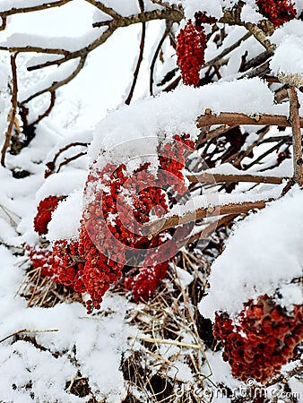 Staghorne Sumak tree red flower covered in snow Stock Photo