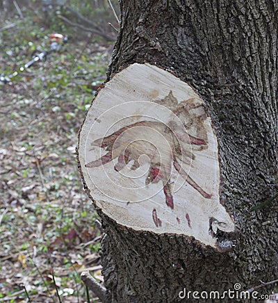 Stain caused by Dutch Elm Disease Stock Photo