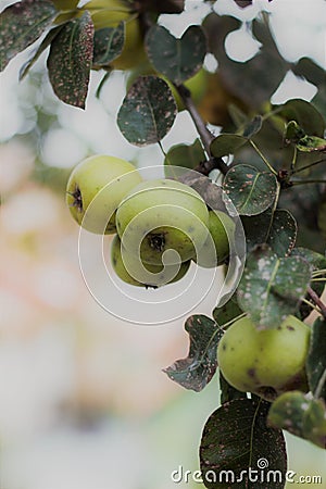 Stained organic green apples and aplle tree leafs Stock Photo