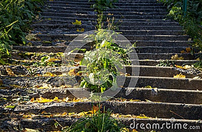 The Old Stairs Overgrown With Grass Stock Photo