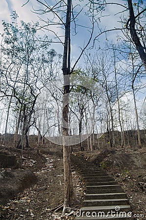 Staircase in the middle of the molt forest with a mysterious atmosphere Stock Photo