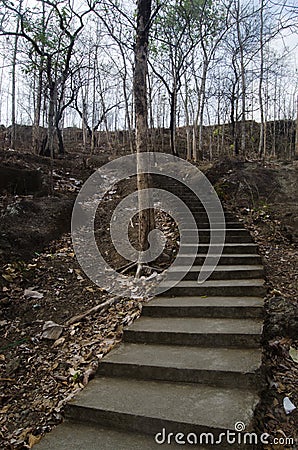 Staircase in the middle of the molt forest with a mysterious atmosphere Stock Photo