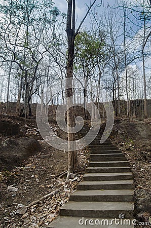 Staircase in the middle of the molt forest with a mysterious atmosphere Stock Photo