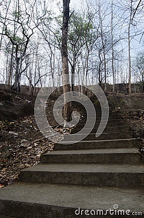 Staircase in the middle of the molt forest with a mysterious atmosphere Stock Photo